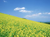 花粉症の原因植物は約50種類以上！